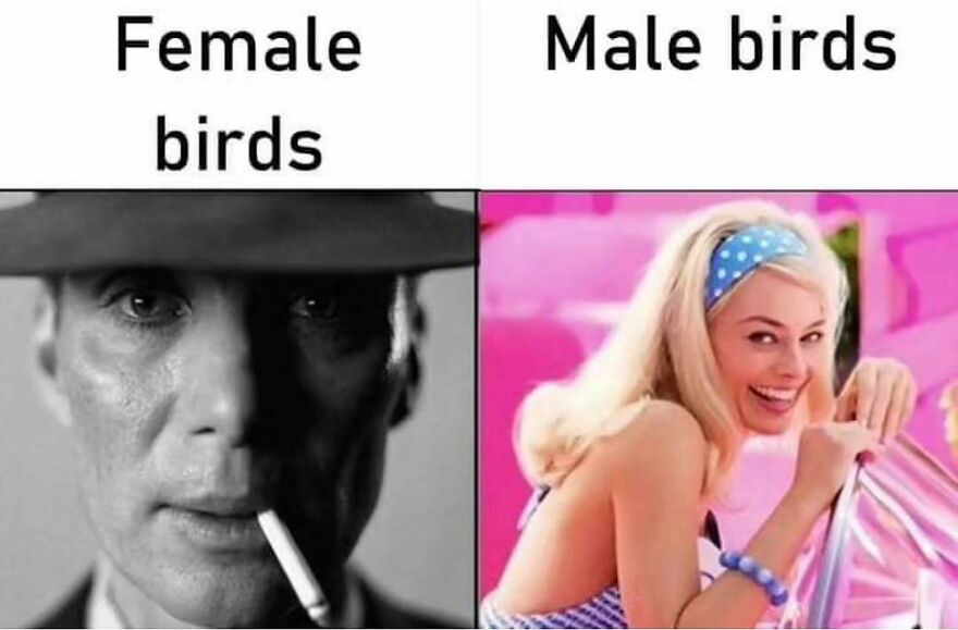 Funny bird memes: Cillian Murphy as Oppenheimer representing female birds and Margot Robbie as Barbie representing male birds.