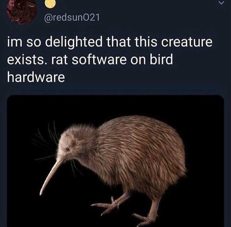A kiwi bird, looking like a rat on bird hardware, featured in funny bird memes.
