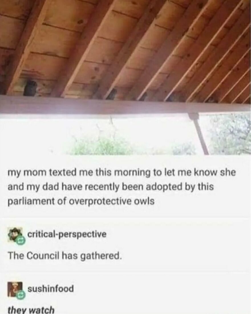 Funny bird meme with text about a parliament of overprotective owls adopted by parents. Owls peer from wooden beams.