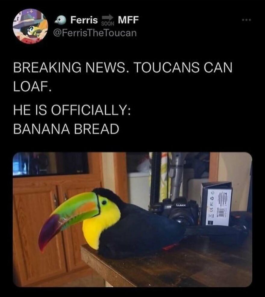 Funny bird meme: a toucan loafing like banana bread on a table, with text about toucans.