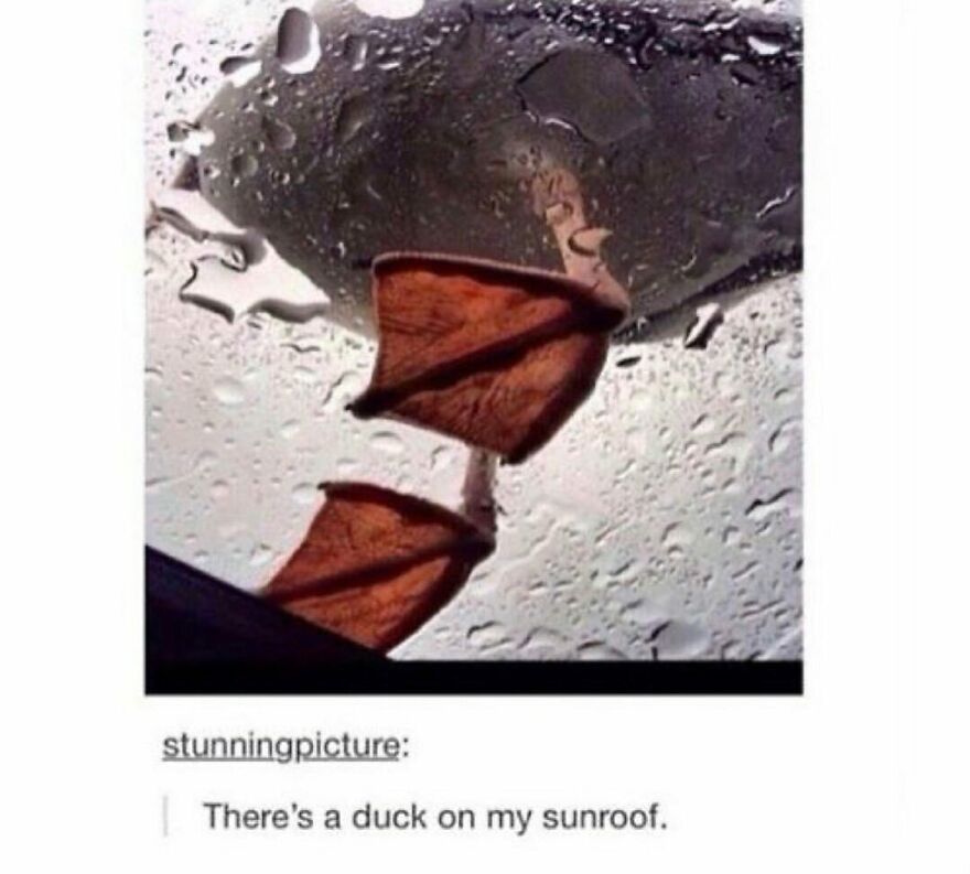 A funny bird meme shows duck feet on a rainy sunroof, reflecting on the wet glass.