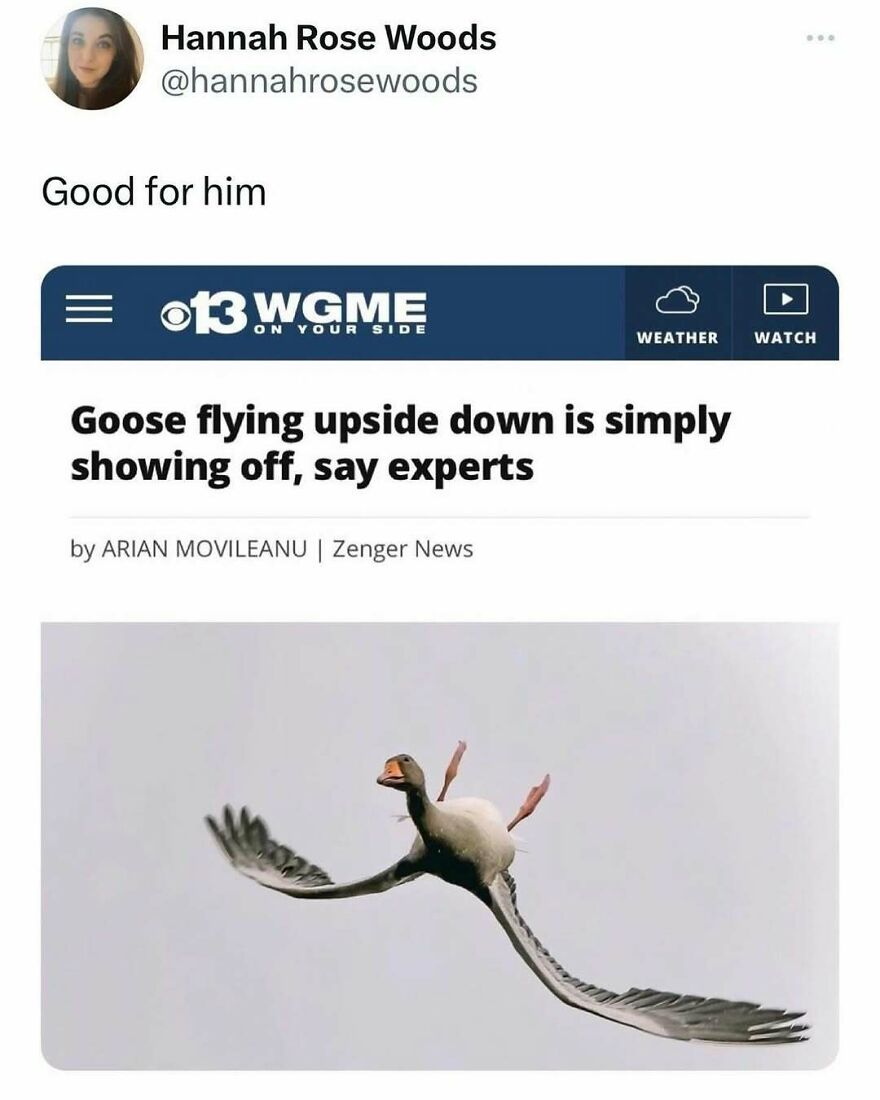 A news headline and tweet about a goose flying upside down. A funny bird showing off its aerial skills.