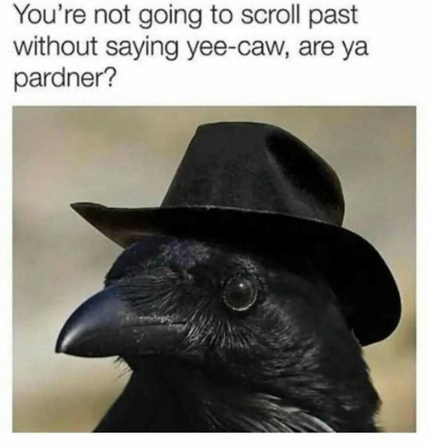 A funny bird meme of a crow in a cowboy hat with text asking to say yee-caw, are ya pardner?