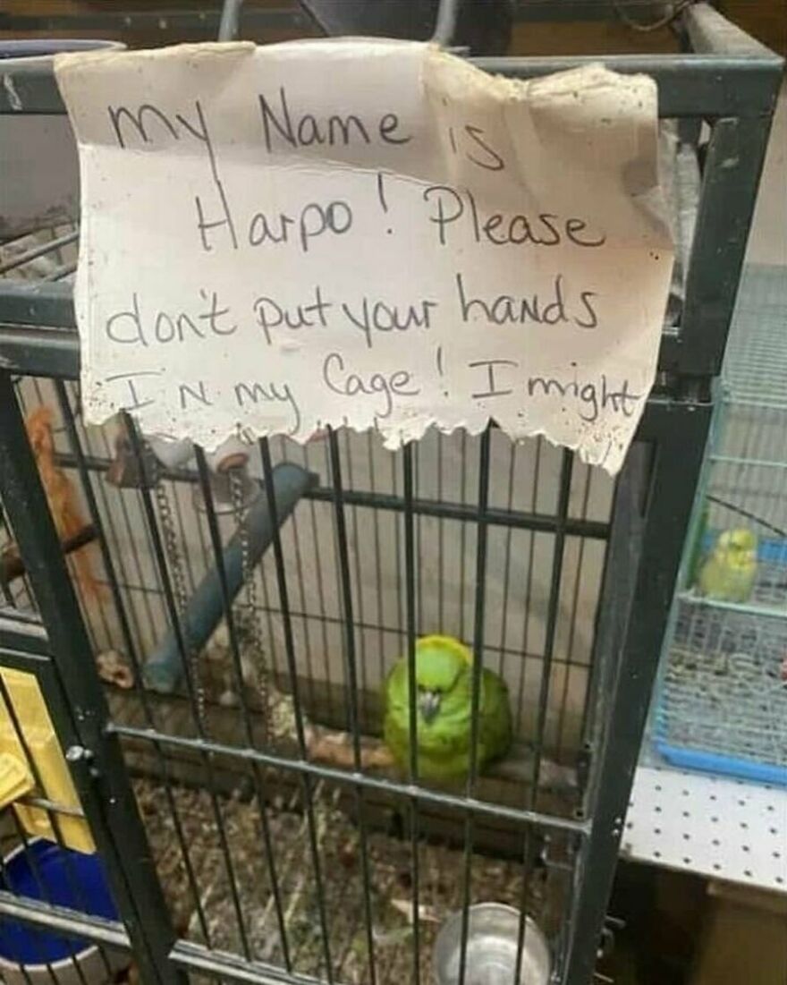 Funny bird memes: A lime green bird in a cage with a note that says My Name is Harpo! Please don't put your hands IN my cage!