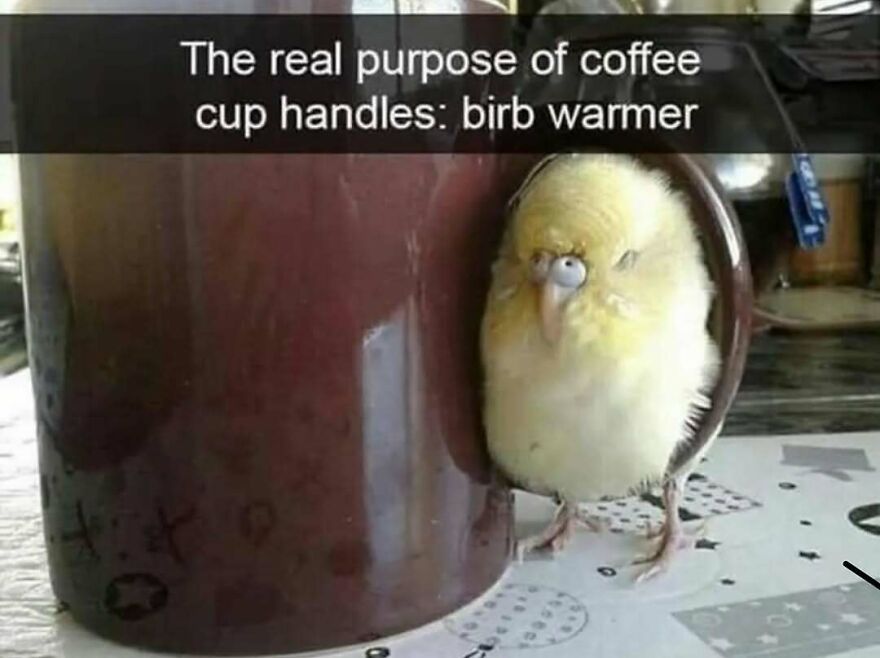 A funny bird meme of a small yellow bird snuggled into a brown coffee cup handle as a birb warmer.