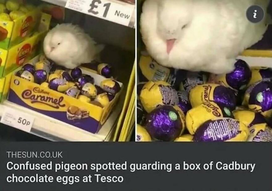 Funny bird meme of a fluffy white pigeon sitting on a box of Cadbury chocolate eggs in a store.