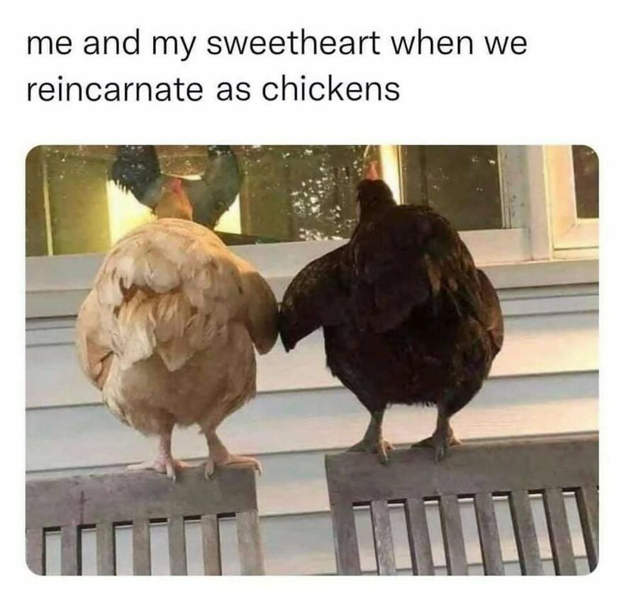 Two funny bird memes: a light brown chicken and a dark brown chicken standing on wooden chairs.