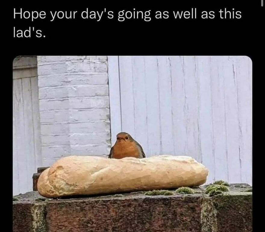 A funny bird meme of a small robin sitting behind a large baguette, looking content. Wait, what bird is that?