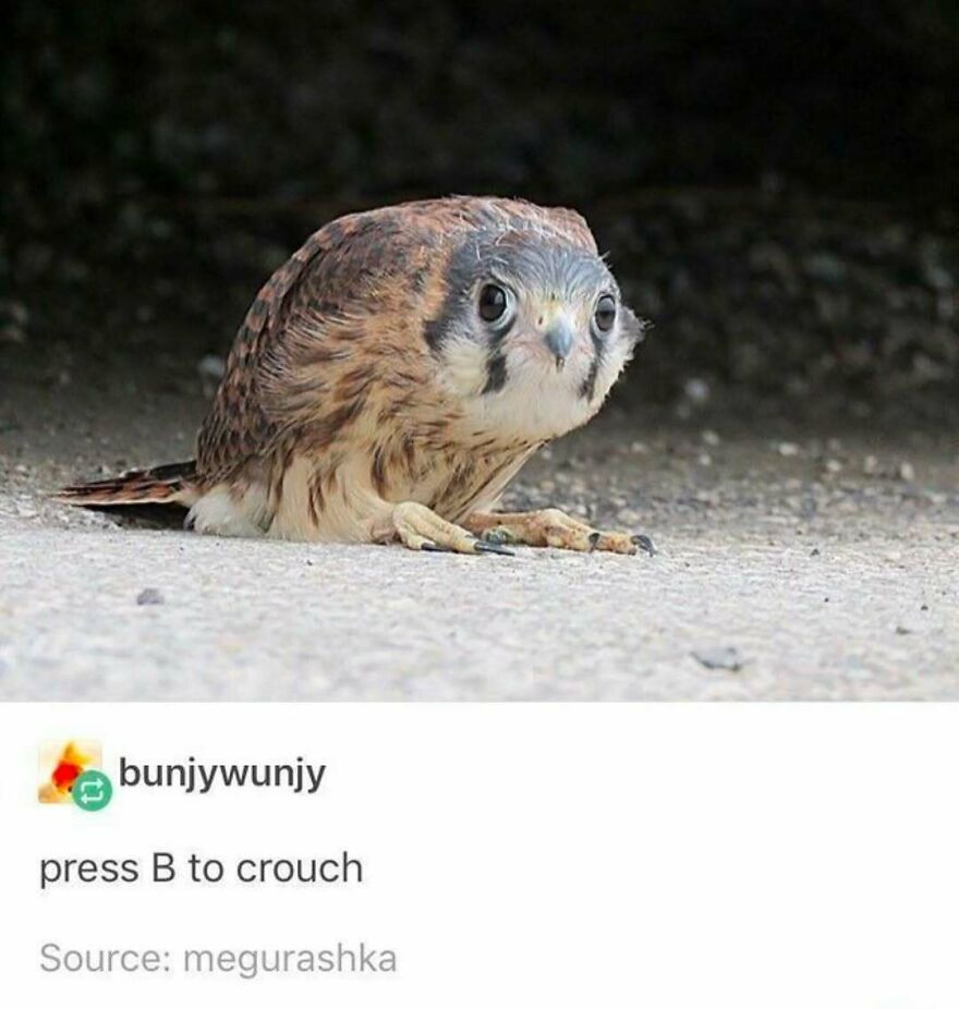 A funny bird meme of a small falcon-like bird crouching on the ground, titled press B to crouch.
