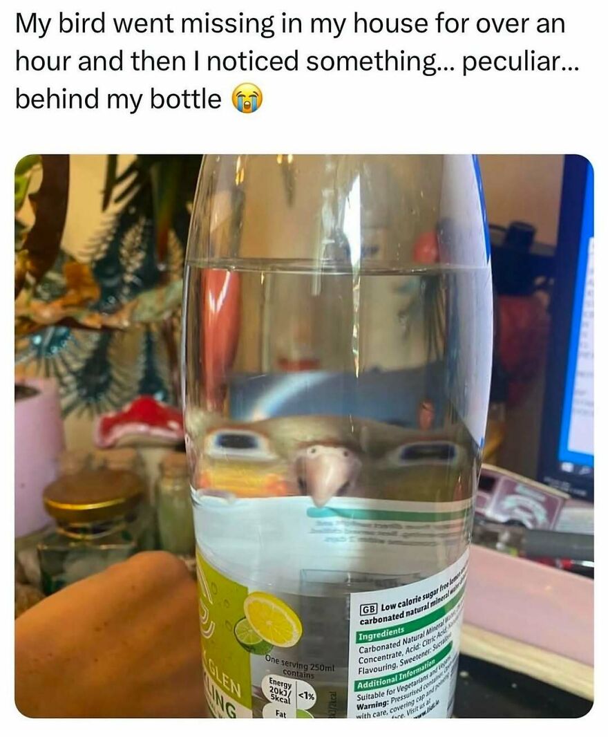 Funny bird memes: A small bird peering out from behind a clear water bottle on a cluttered surface.