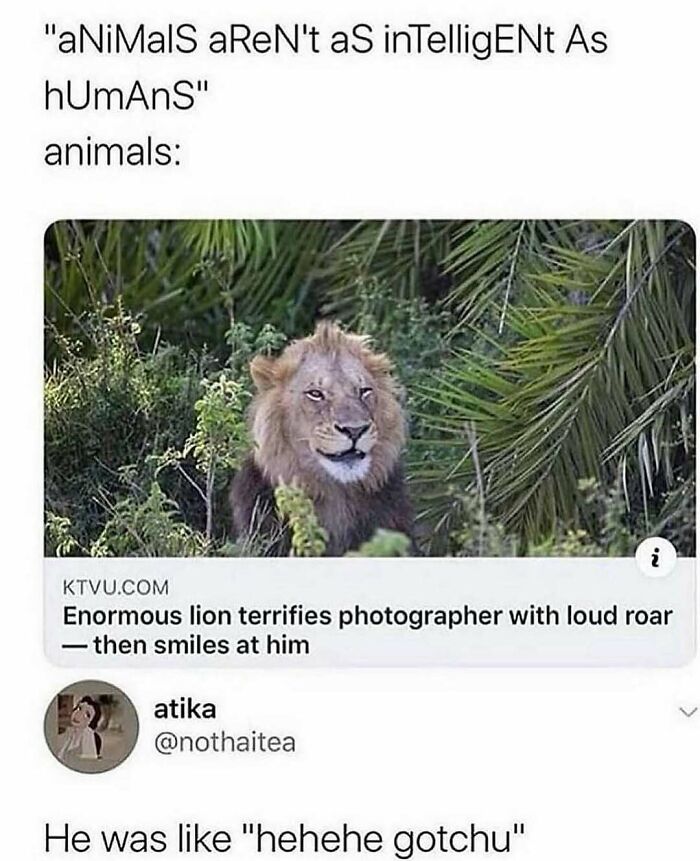 Lion smiling after terrifying photographer with roar, featured in unhinged and wild memes about animal intelligence and humor.