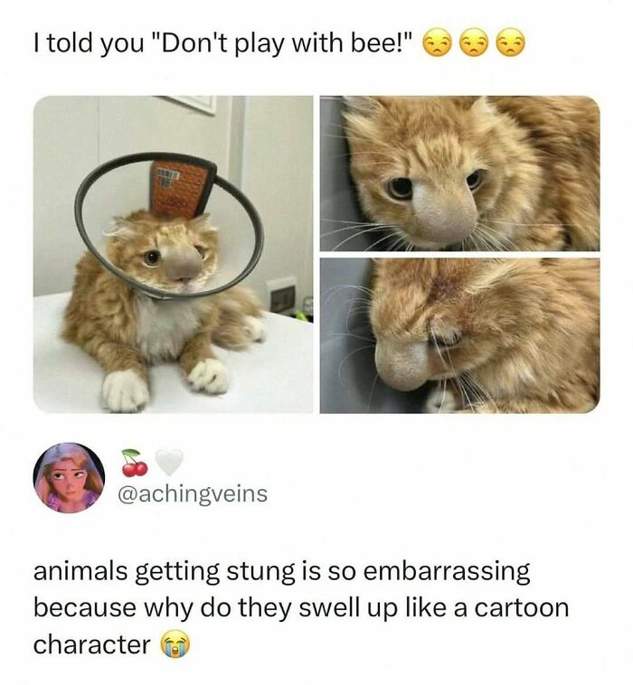 Cat with swollen nose and cone collar after bee sting, featured in unhinged and wild memes to brighten your day.