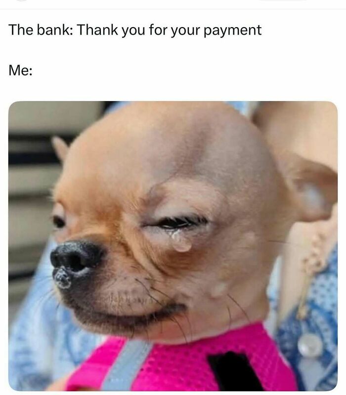 Sad small dog with a tear, wearing a pink harness, reacting humorously to a bank payment message in a meme scrolling post.