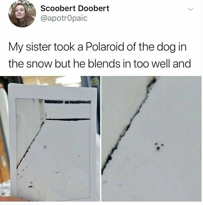 Funny meme showing a dog blending in with the snow, illustrating unhinged and wild memes that might make your day better.