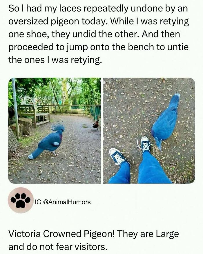 Oversized pigeon repeatedly unties shoelaces in a park, featured in unhinged and wild memes to brighten your day.