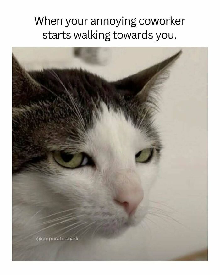 Close-up of a cat glaring with annoyance, illustrating work memes about dealing with coworkers in an office setting.