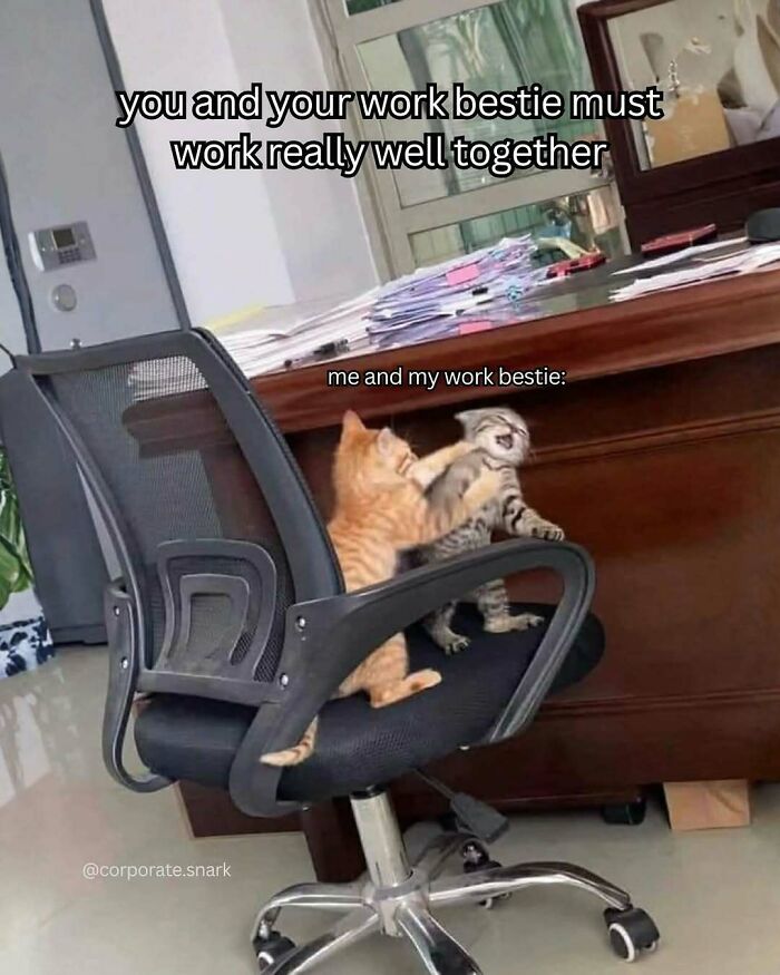 Two kittens play fighting on an office chair, illustrating work memes about challenging teamwork and humorous office moments.