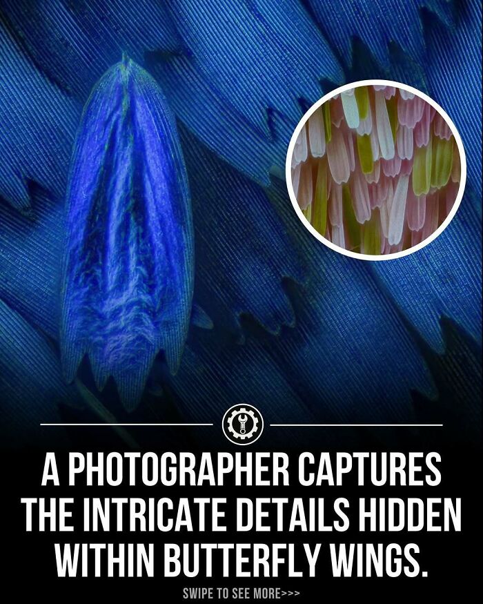 Close-up photo capturing intricate details of butterfly wings, showcasing how everything is made on a microscopic scale.