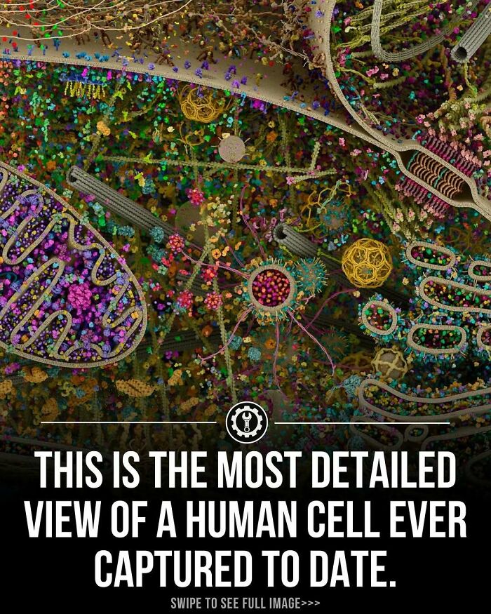 Detailed view of a human cell illustrating complex structures, aligning with how everything is made and cellular composition insights.