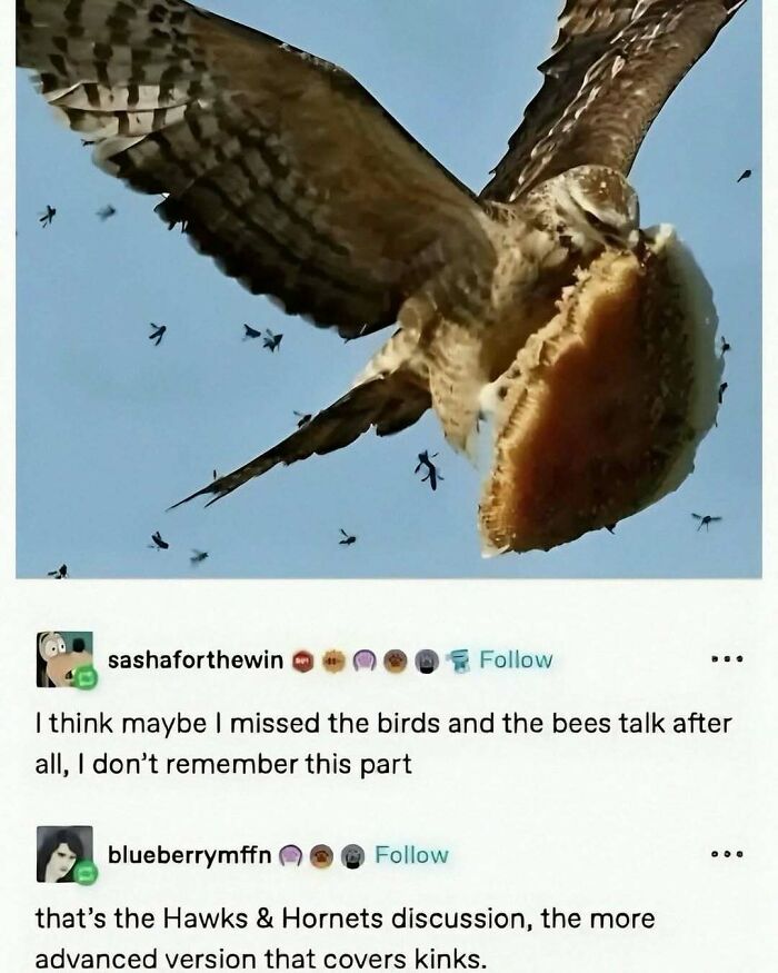 Hawk flying with a sandwich in its talons, paired with wild memes and humorous animal comments.