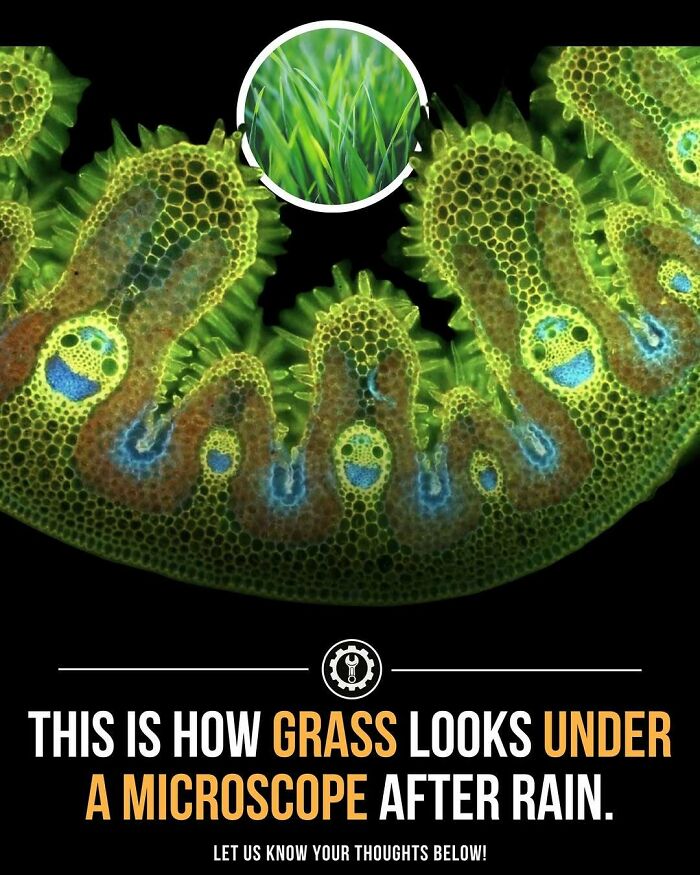 Close-up microscopic view of grass cells showing detailed structure and vibrant colors after rain, revealing how everything is made.