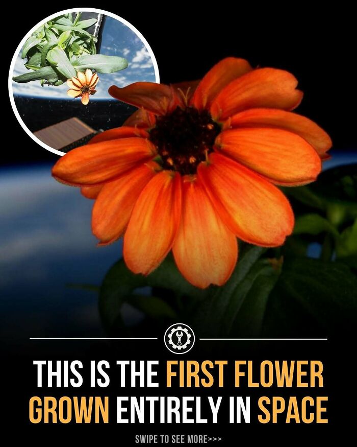 Alt text: first flower grown entirely in space showcasing how everything is made with fascinating facts about space gardening