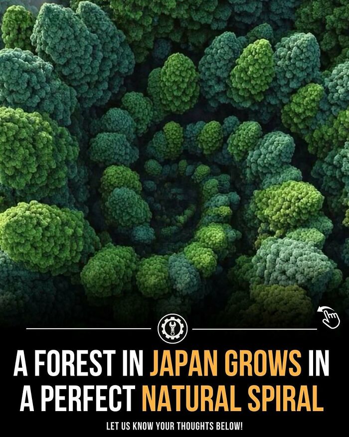 Spiral pattern of trees in a Japan forest showcasing natural growth and fascinating how everything is made in nature.
