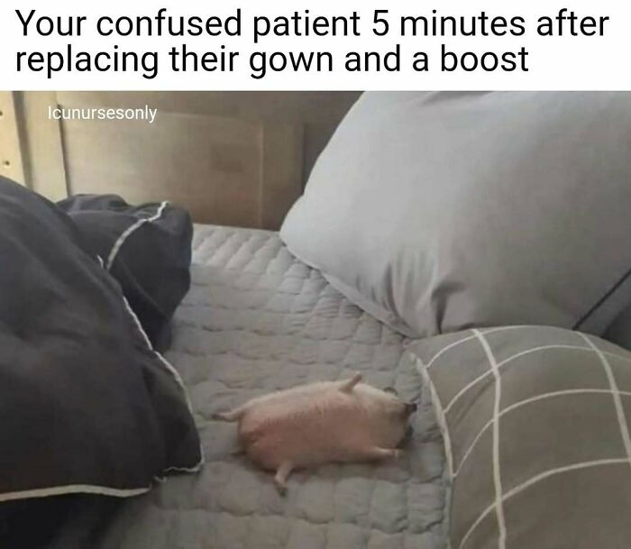 A small piglet lying confusedly on a bed, illustrating relatable nurse memes about hospital life.