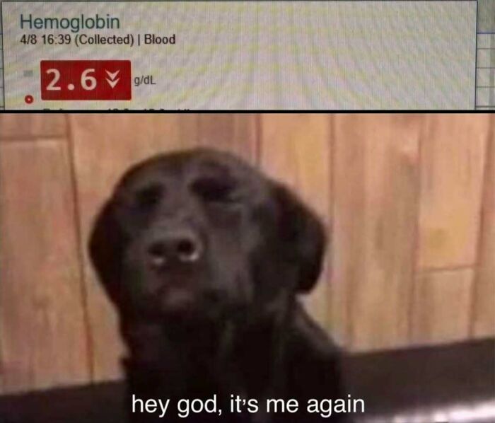 A funny nurse meme shows a dog looking worried at low hemoglobin results, reflecting relatable hospital life.
