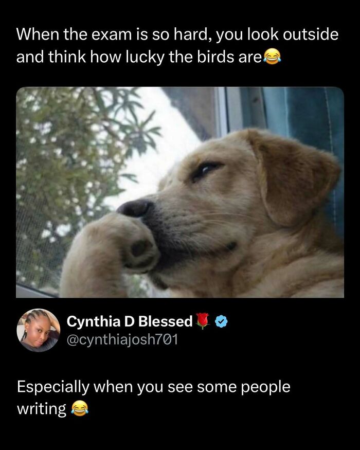 Dog looking thoughtfully out the window with a funny post reflecting on hard exams and feeling lucky like birds.