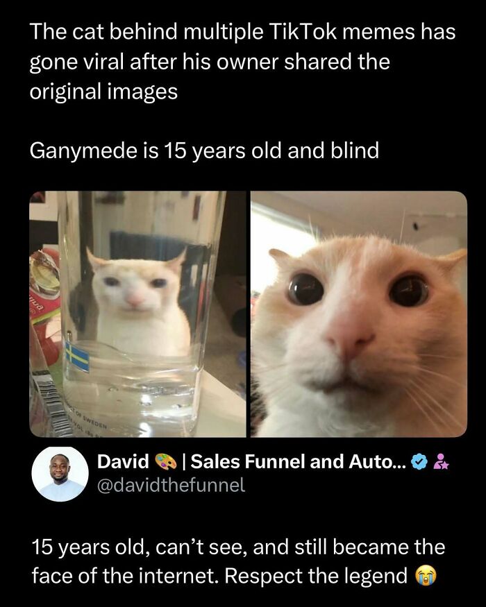 Funny and interesting posts featuring a 15-year-old blind cat that went viral on TikTok and brightened many days.