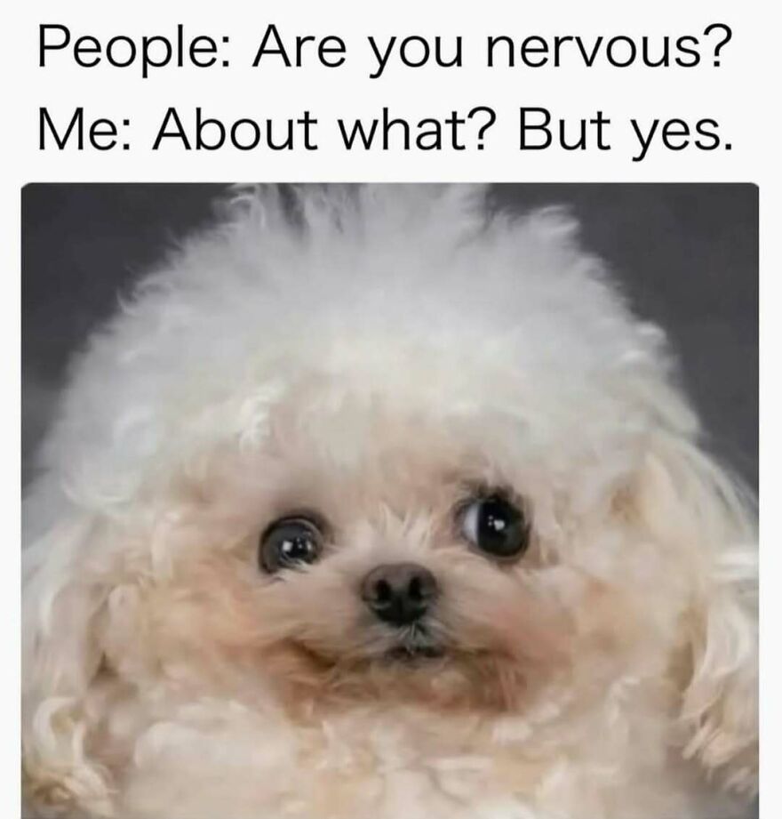 A funny meme of a fluffy white dog with wide, nervous eyes, capturing relatable memes feelings.
