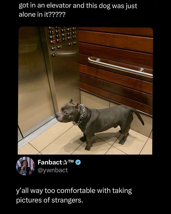Dog standing alone in an elevator with wood panel walls, a funny and interesting post to brighten your day.