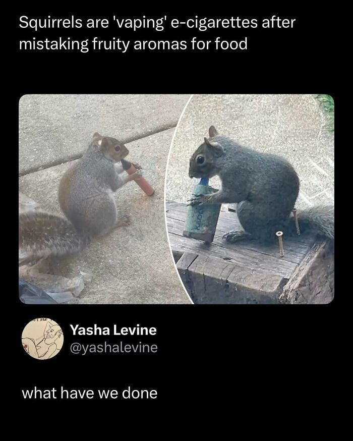 Two squirrels appearing to vape e-cigarettes, highlighting a funny and interesting post about animal behavior.