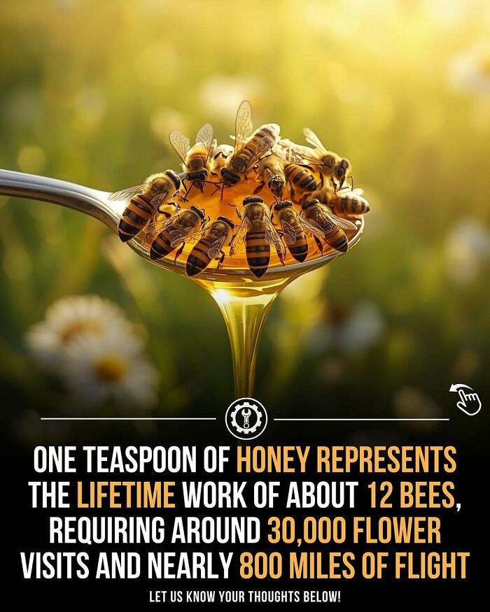 Close-up of bees on a spoon of honey illustrating fascinating facts about how everything is made and honey production.