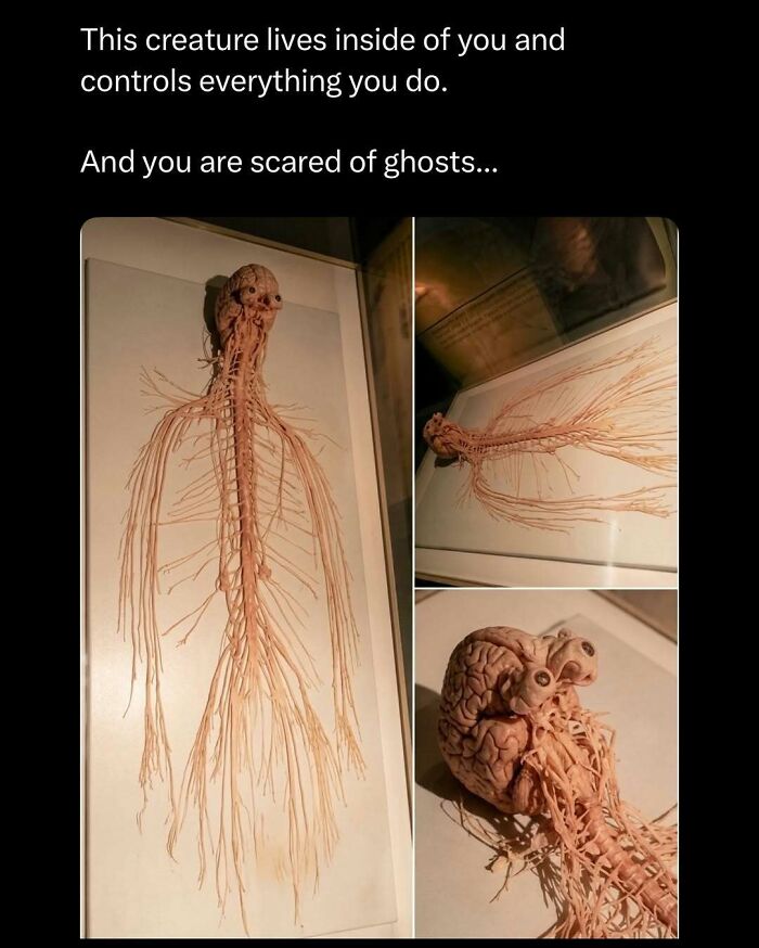 Nervous system model with brain and nerves illustrating a funny and interesting post to brighten your day.