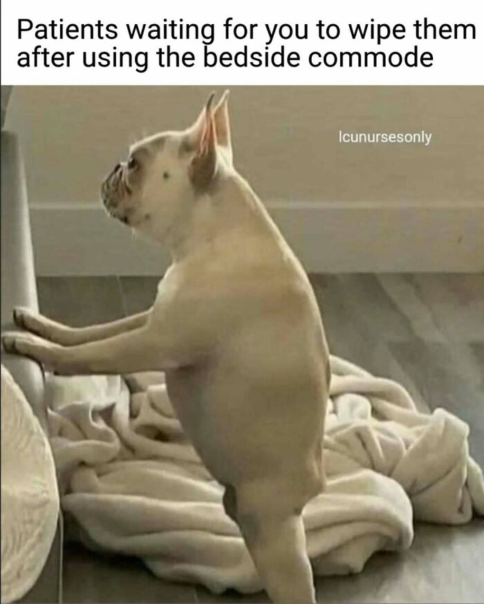 A funny nurse meme featuring a French bulldog on its hind legs, mimicking a patient waiting for assistance. Perfectly sums up hospital life.