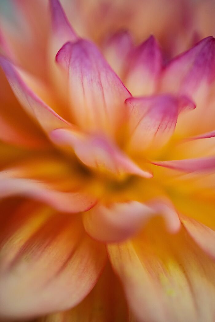 Plant Life, Finalist: Dahlia Love By Kayla Crouch