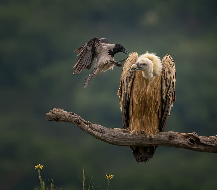 Birds, Finalist: Defiance Of The Small By Panagiotis Xaxiris