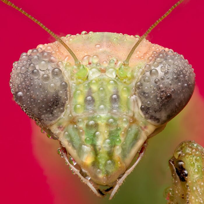 Macrophotography, Finalist: Dew Covered Mantis By Lane Kirstein
