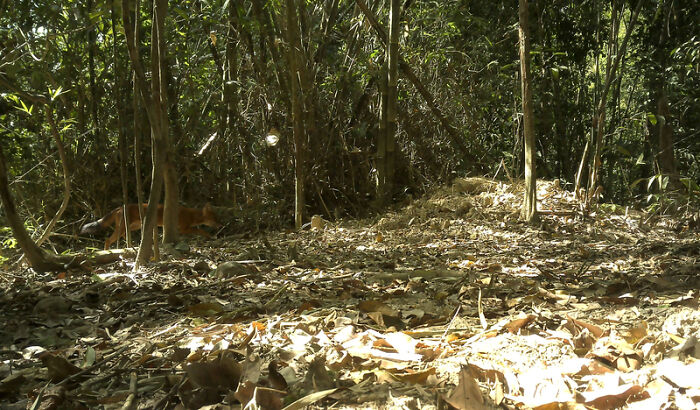 Dhole, Virachey National Park, Cambodia