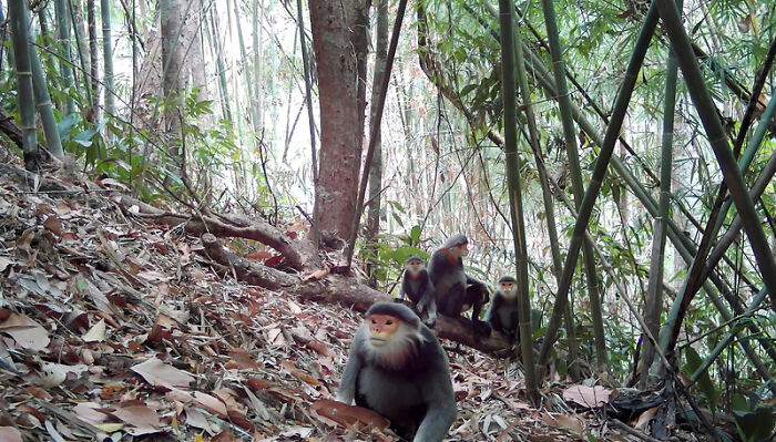Douc Langur, Virachey National Park, Cambodia