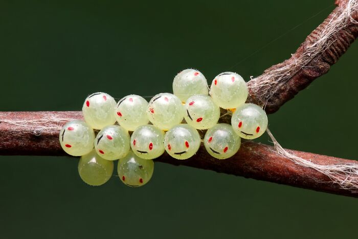 Macrophotography, Finalist: Emojis By Paweł Jasiński