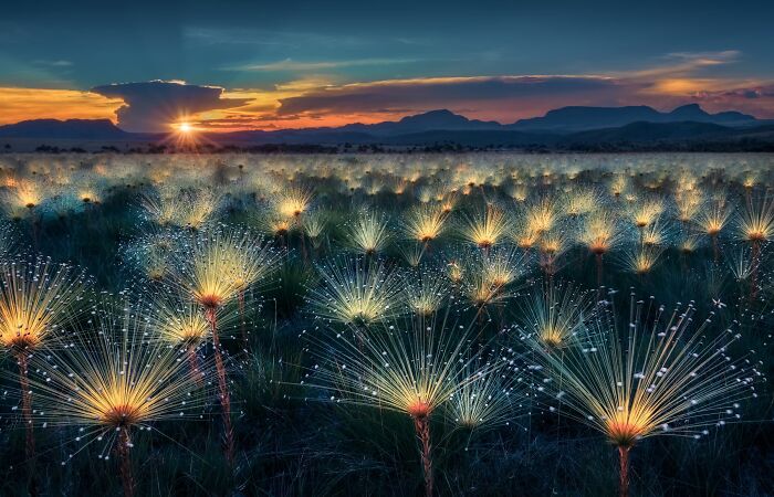 Plant Life, Finalist: Fireworks By Marcio Cabral