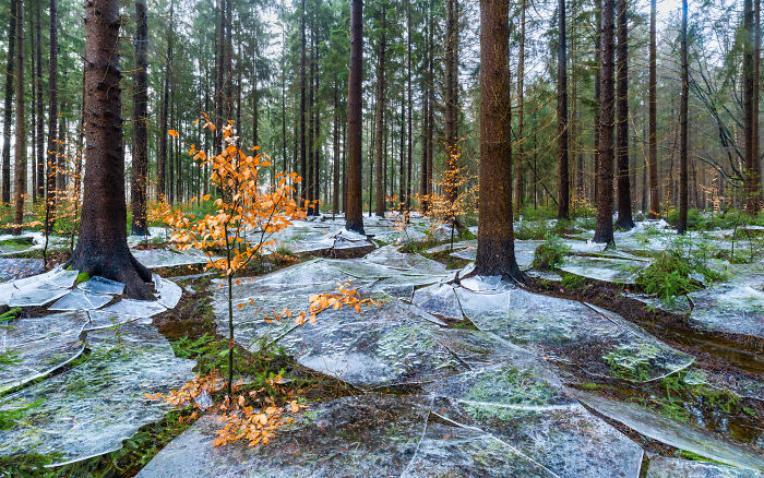 Category Winner, Landscapes: Frozen Forest By Eike Christian Wolff