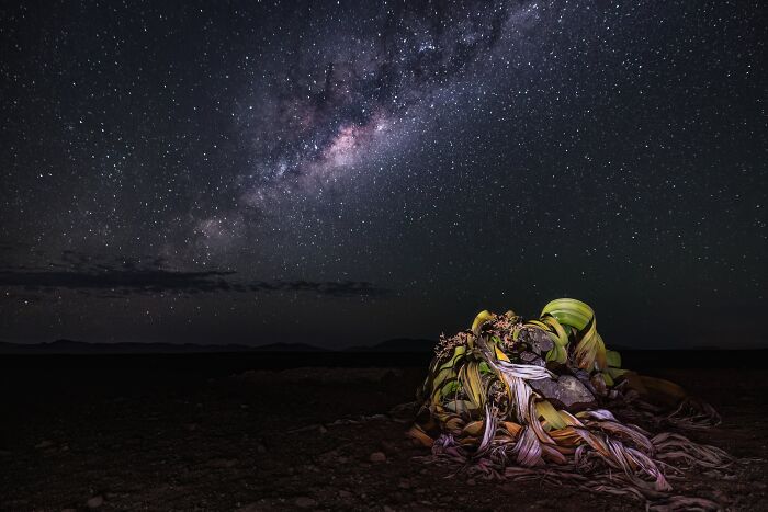 Night World, Finalist: Galactic Welwitscha By Wiktoria West