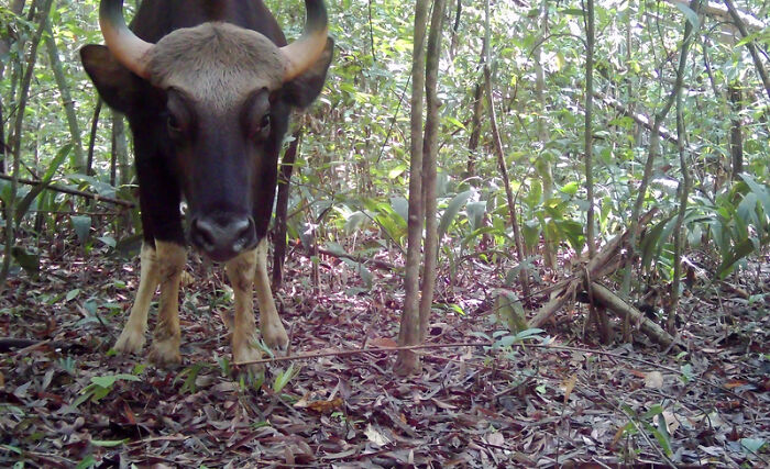 Gaur