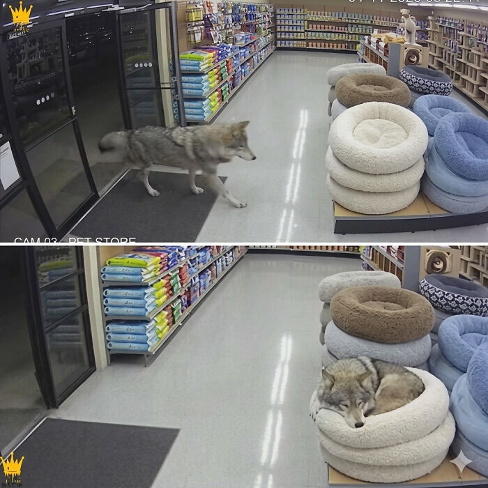 33 Wholesome And Funny Animal Pics That Will Instantly Make Your Day Better (New Pics)