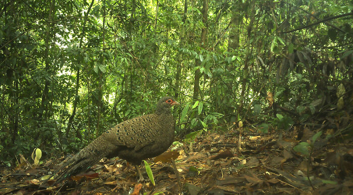 Germain's Peacock-Pheasant In Chu Mom Ray National Park
