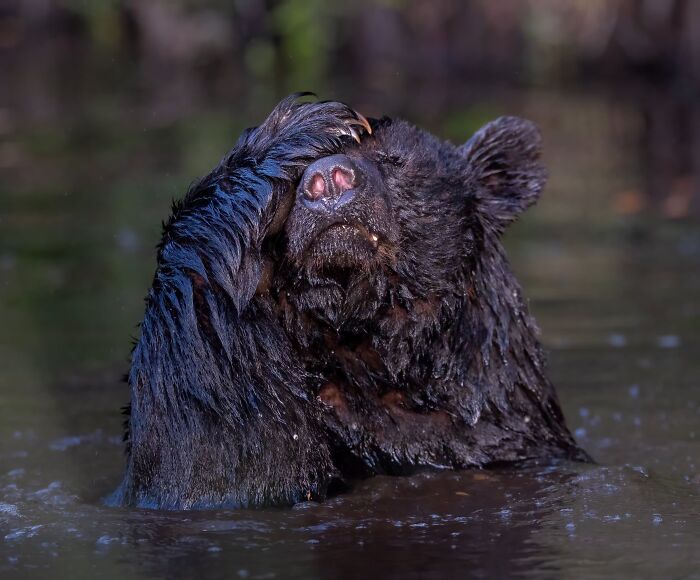 Funny Nature, Finalist: Good Grief By Angela J Sanchez